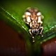 Illustration for article titled Shooting Challenge: Bugs 3